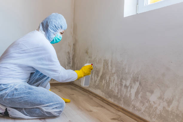 Licensed Black Mold Removal service in Hicksville, NY - WQB Mold Removal