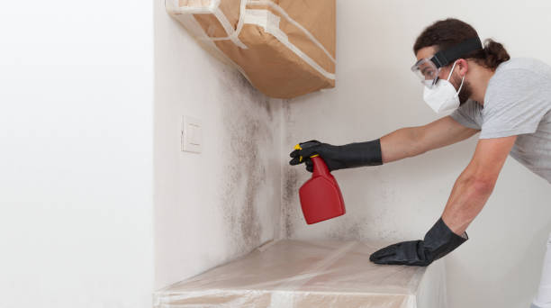 Professional Black Mold Removal technician working in Hicksville, NY