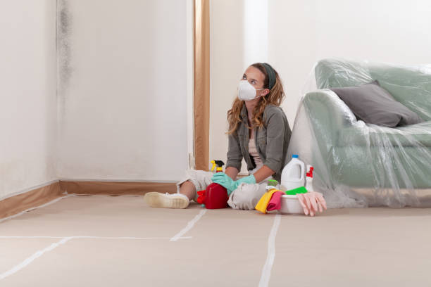 Reliable Black Mold Removal contractor in Hicksville, NY by WQB Mold Removal
